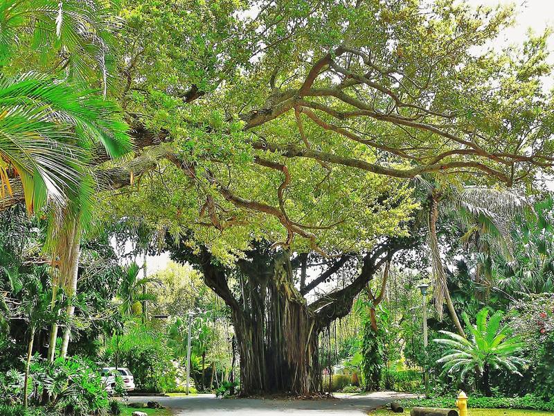Banyan tree on a Coconut Grove street