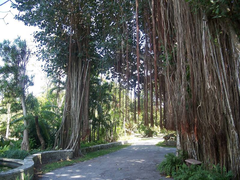 Banyan-lined path at The Kampong garden