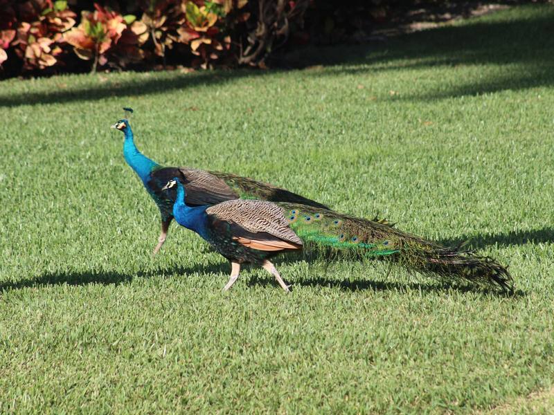 Peacocks crossing a Coconut Grove street
